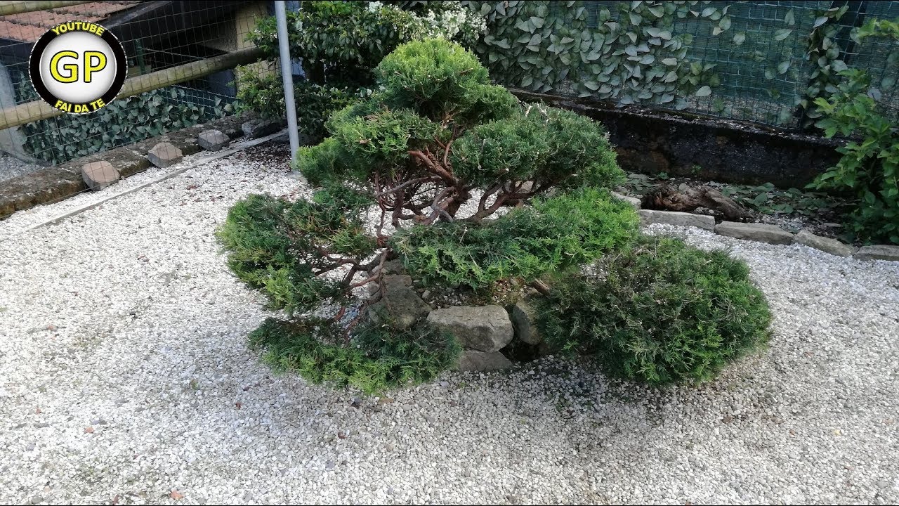 30 year old Juniper Pruning