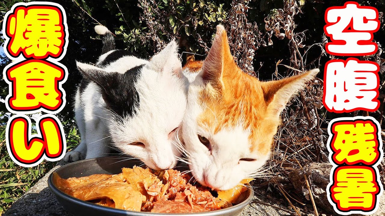空腹で残暑でブチギレシャーシャー！猫たちにご飯をあげたら・・・ さくらねこたちへの給餌