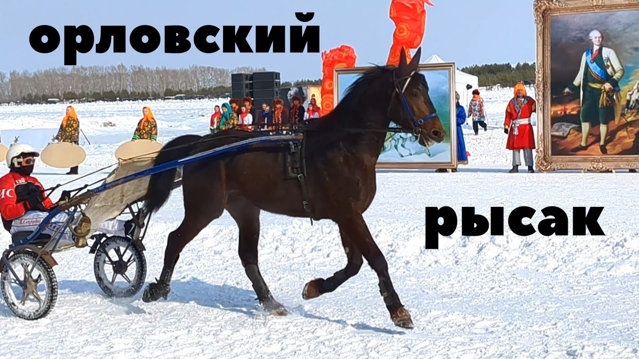 САМЫЕ РЕЗВЫЕ ЛОШАДИ СИБИРСКОЙ МАСЛЕНИЦЫ!!!