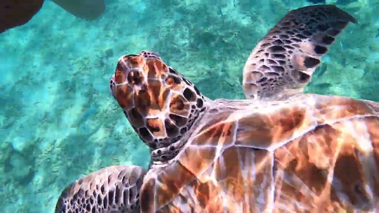Snorkeling with Turtles and Rays in Playa Del Carmen Mexico