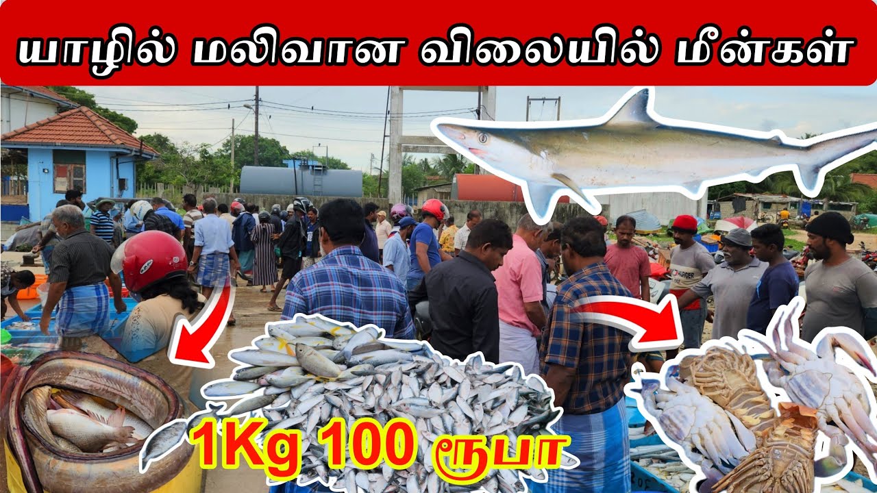 யாழில் இங்க வந்து வாங்கினால் குறைவான விலையில் வாங்கலாமா? 