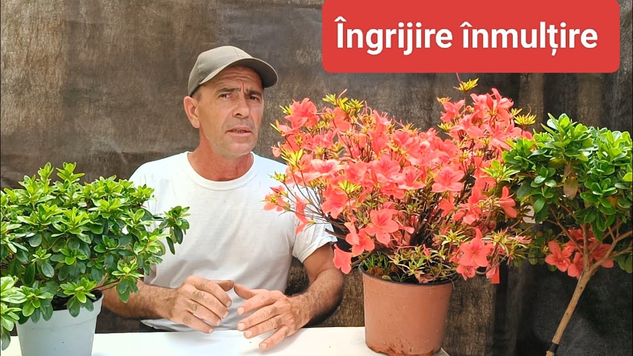 Taiere in verde Azalee Inmultire azalee