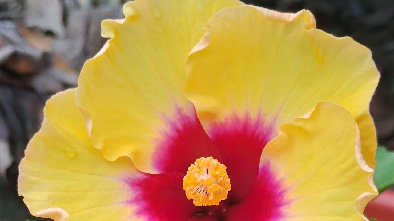 Soumya's homeGardening  is live