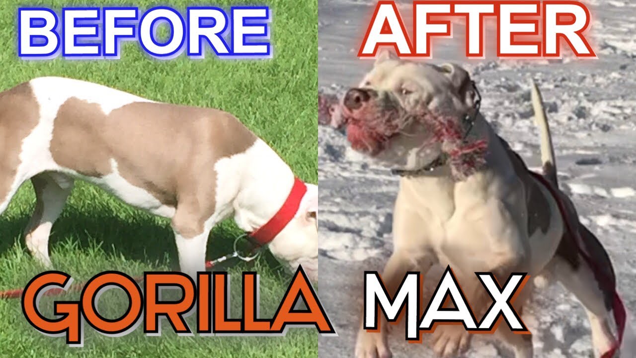 Обзор Gorilla Max до и после! Добавка для вашего Bully!