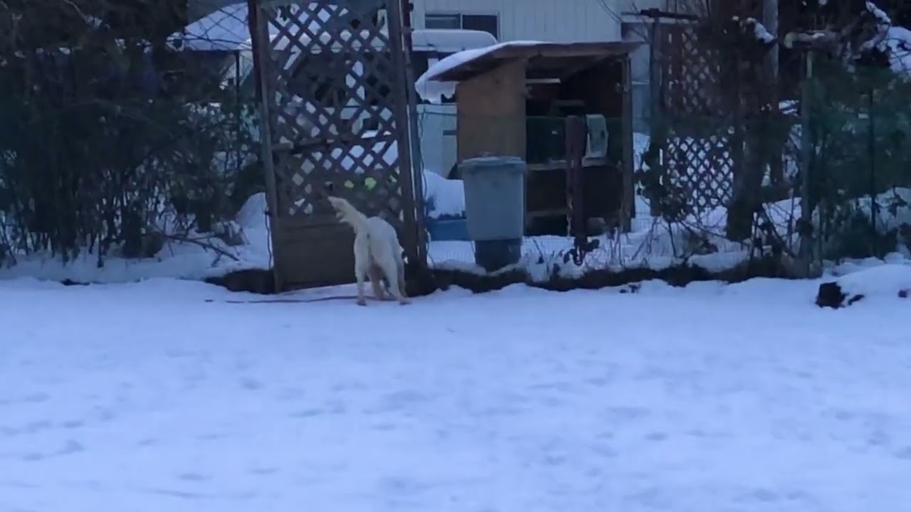 GUNDOG RESCUE CACI 保護犬セッターKID君　ドッグランてくてくピクニックさんで爆走！