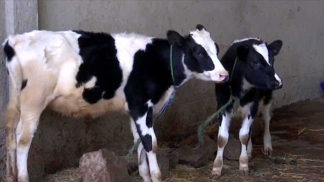 Mana Baruumsa Ifa Boruu Bultii Addaa Yaaballo