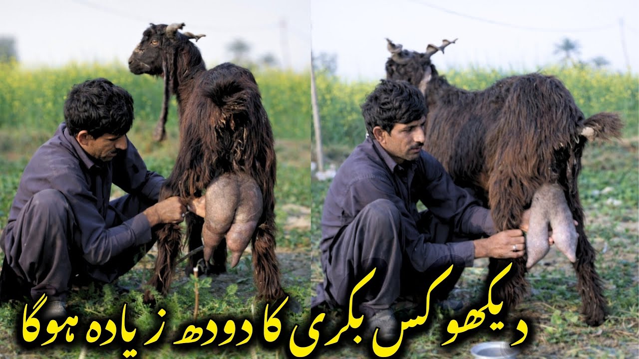 Let’s see which goat produces more milk.