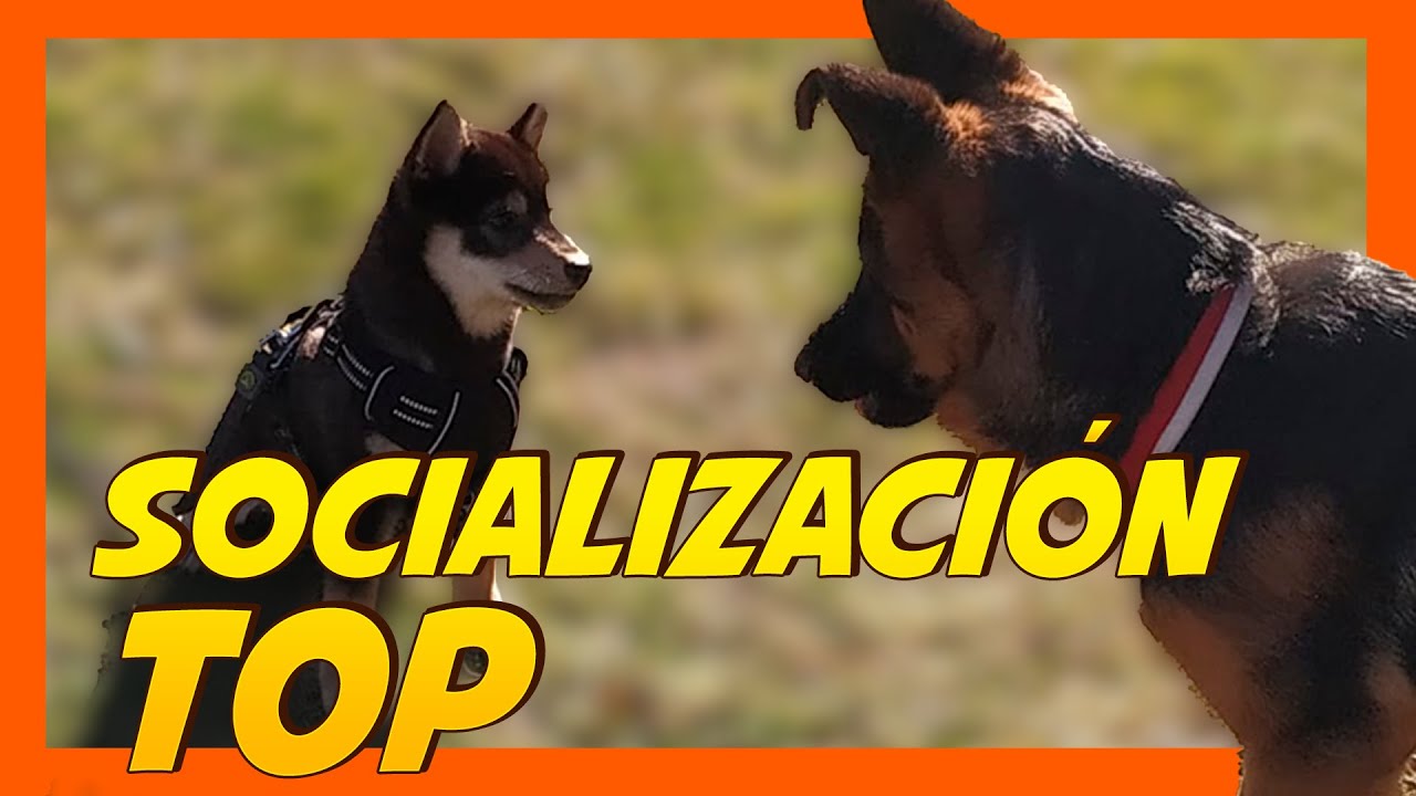 ⚠️ Las tres CLAVES para Socializar a tu Cachorro 🐶📝