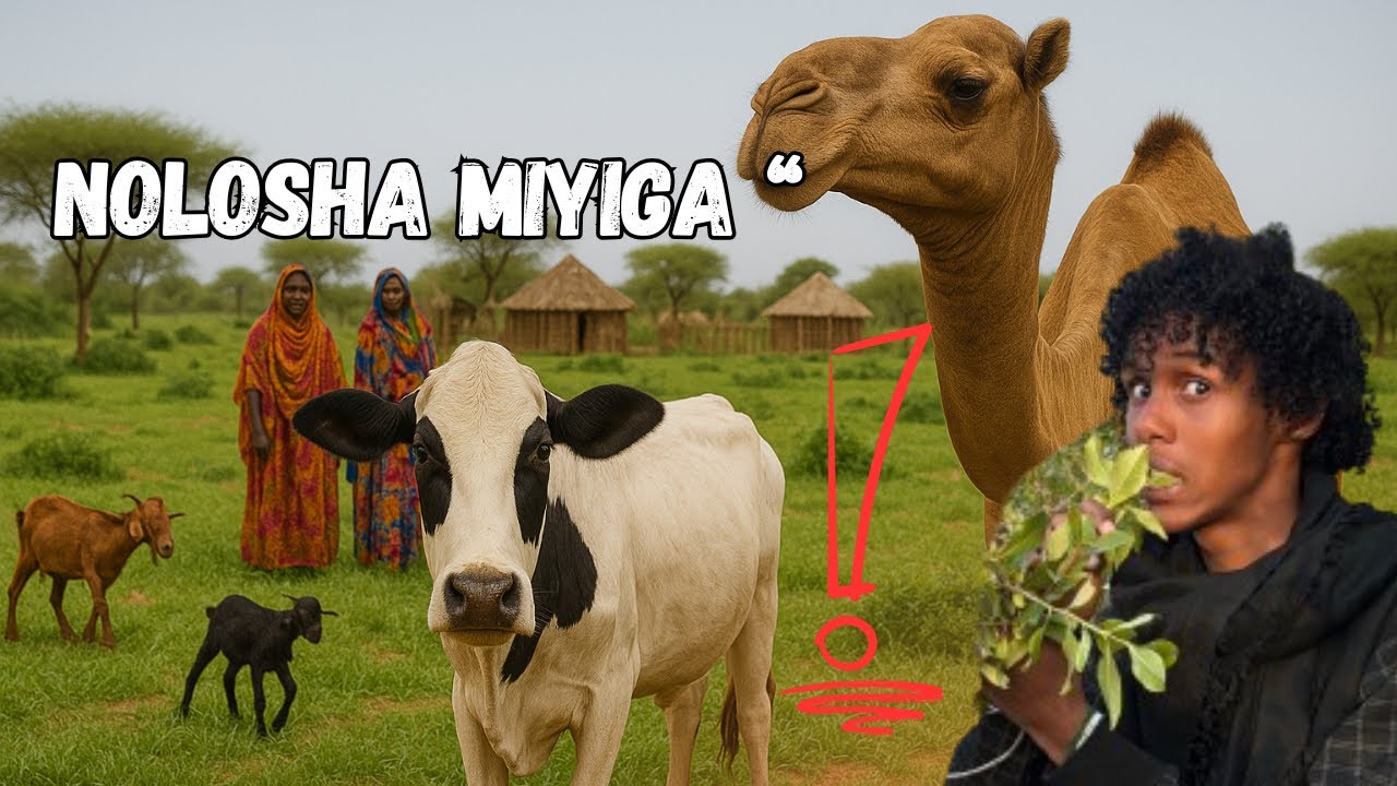 NOLOSHA MIYIGA SOMALIYEED ‘  HALKA AY KA BILAAMATO ! 