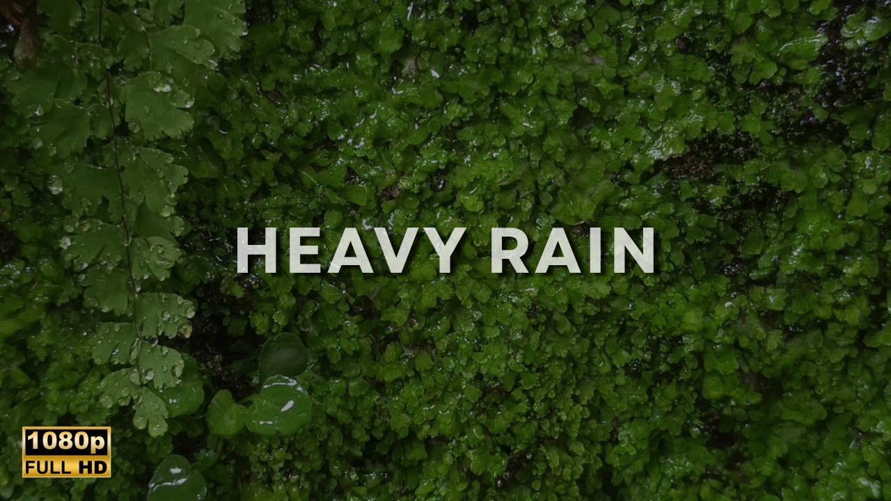 Deep Sleep in Minutes 🌿 Rain Falling on Soft Moss | Relaxing Nature Sounds