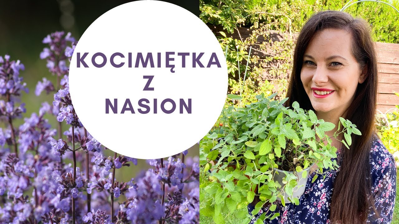 KOCIMIĘTKA🌸 Kocimiętka z nasion. Ogród dla oszczędnych. Kwiaty z nasion. Kocimiętka uprawa.