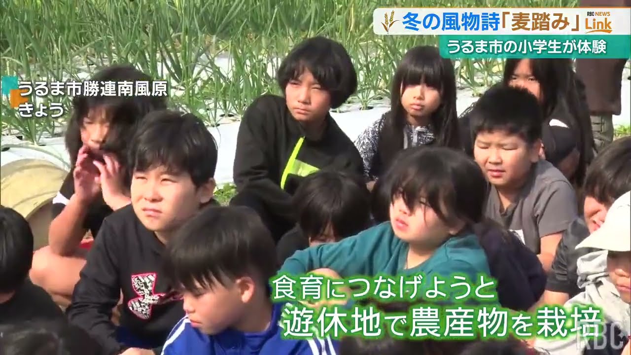 子どもたちが「麦踏み」体験