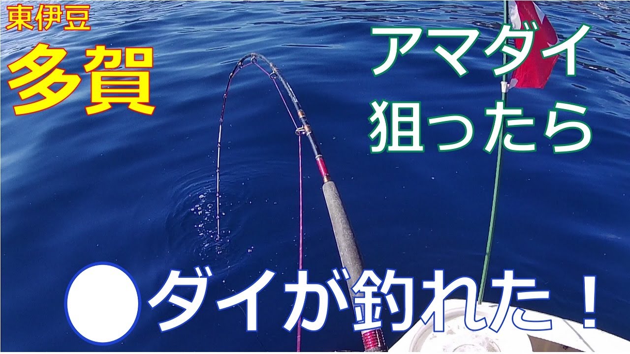 ♯62【多賀ボート釣り】小突きとビシでアマダイを狙ってみた！