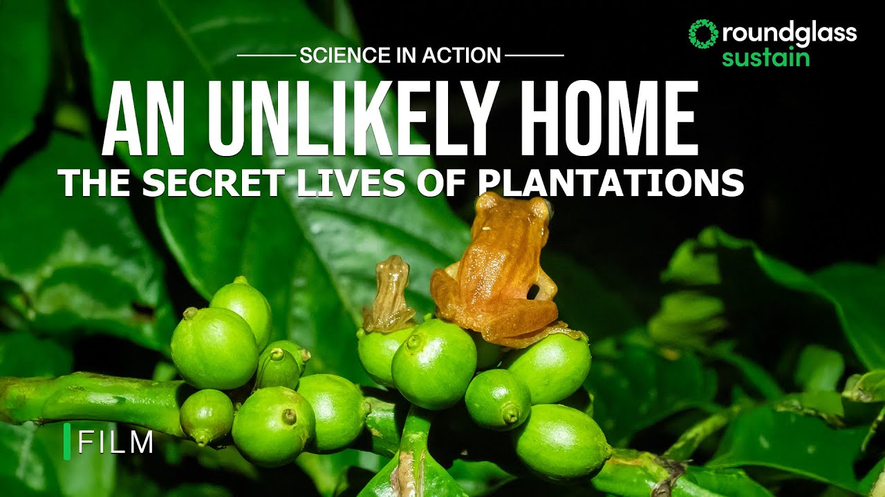 An Unlikely Home: The Secret Lives of Plantations | Frogs of Coorg | @RoundglassSustain