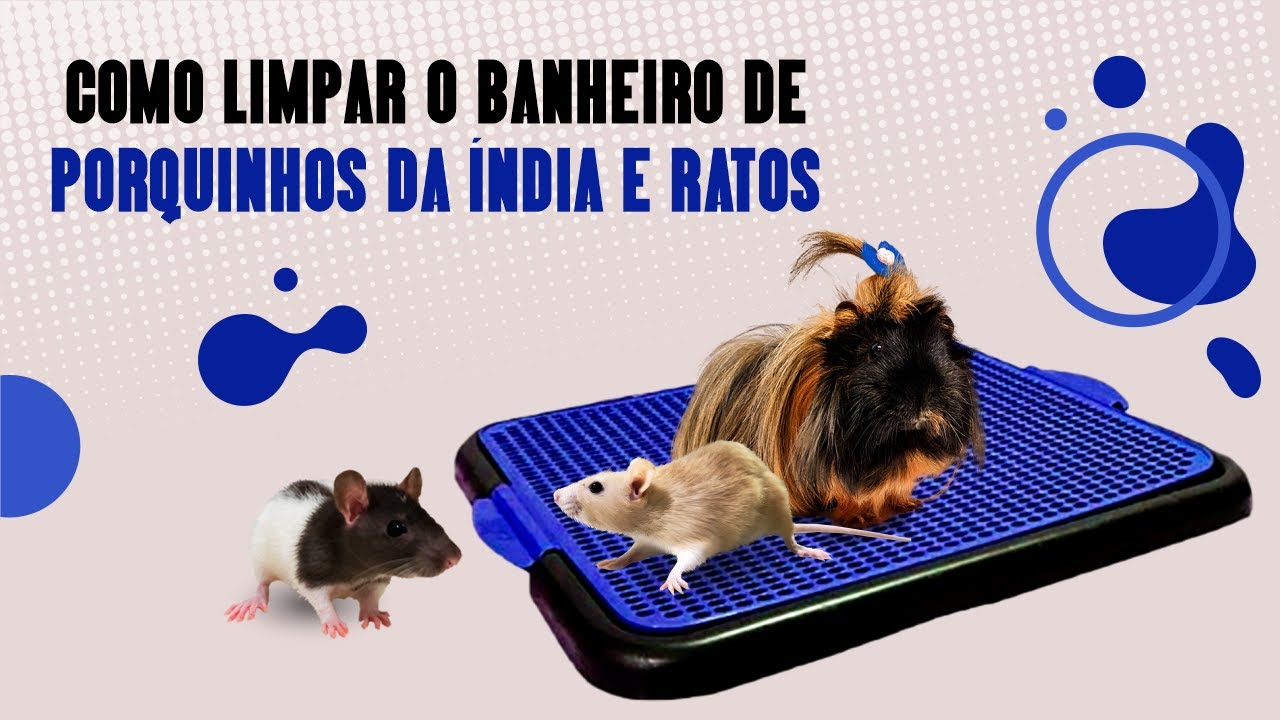 COMO LIMPAR O BANHEIRO DE PORQUINHO DA ÍNDIA E RATOS TWISTER