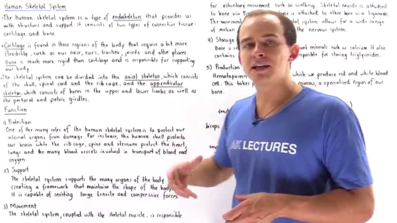 Introduction to Human Skeletal System