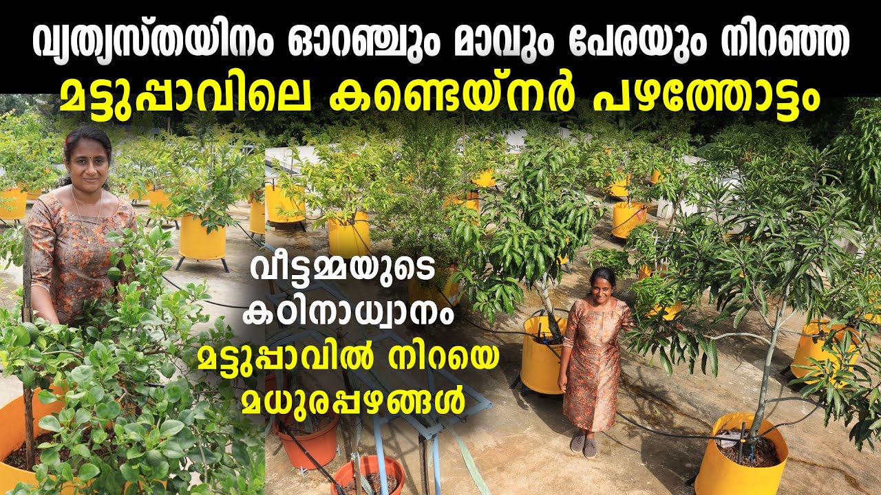 വ്യത്യസ്തയിനം ഓറഞ്ചും മാവും പേരയും നിറഞ്ഞ മട്ടുപ്പാവിലെ കണ്ടെയ്നർ പഴത്തോട്ടം | Container Fruit Farm