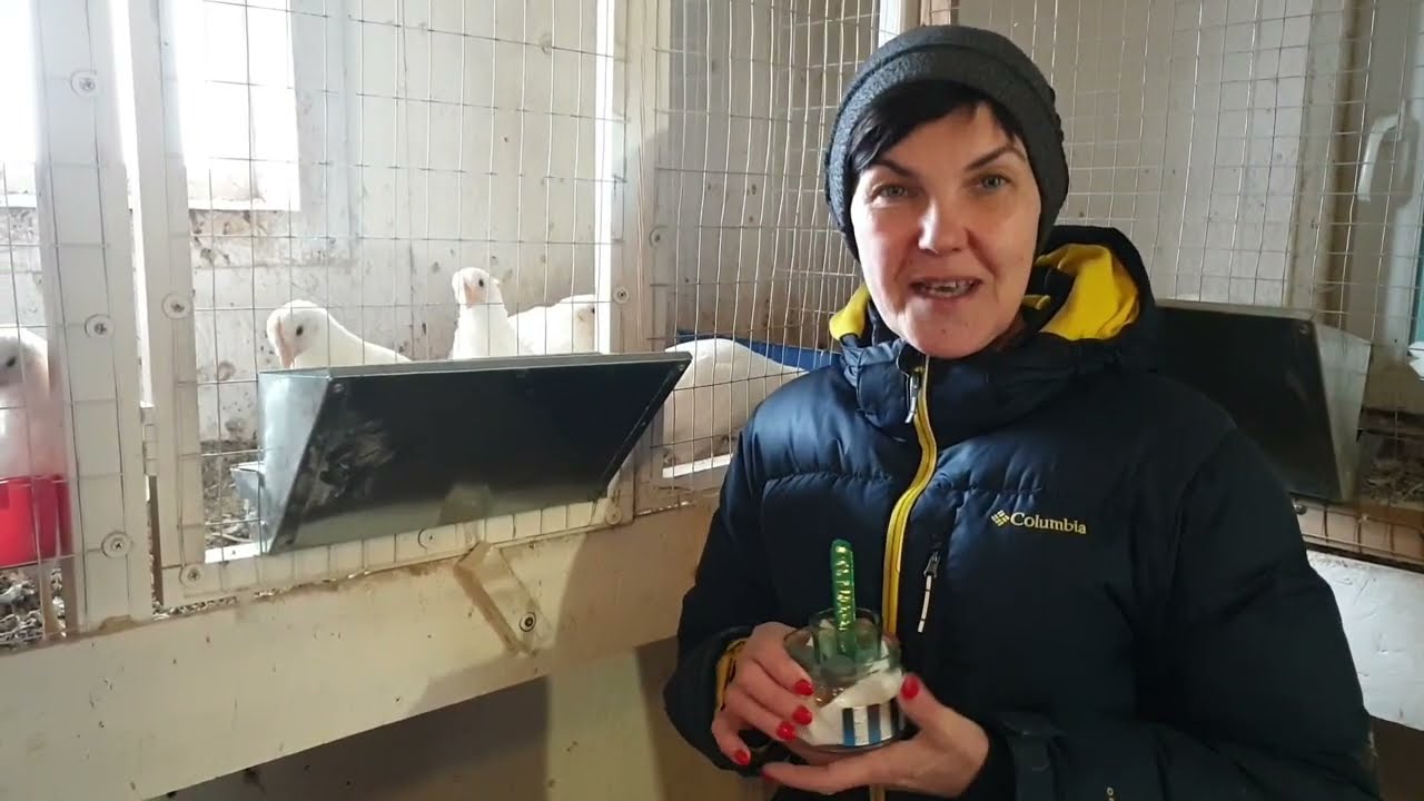 Прививаем кур от оспы. Видео о прививках.