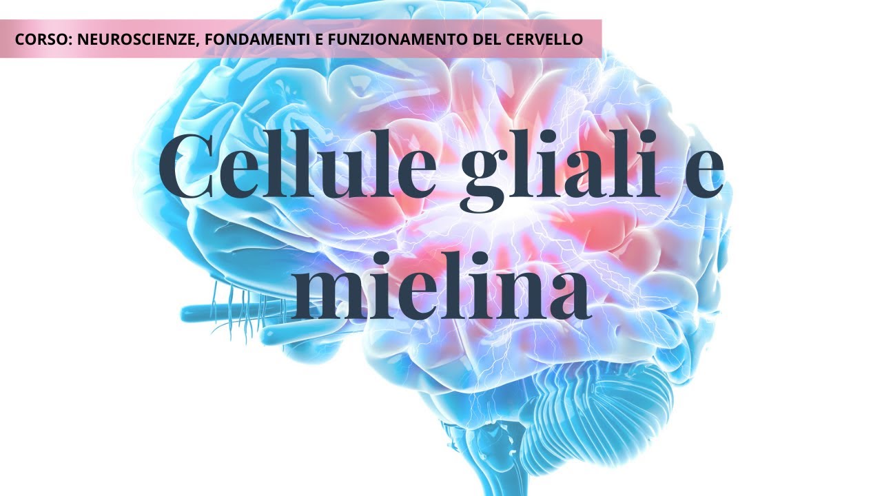 Cellule gliali e mielina | Lezione 3