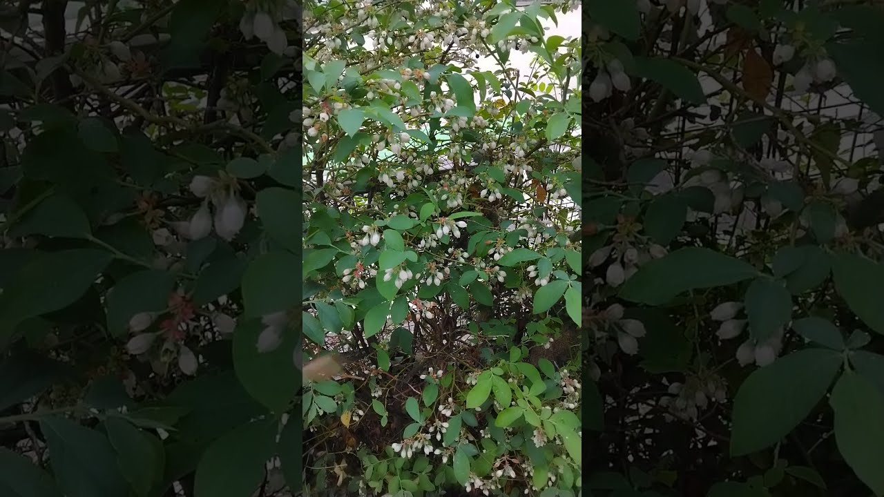 Flowering blueberry shrub with bees