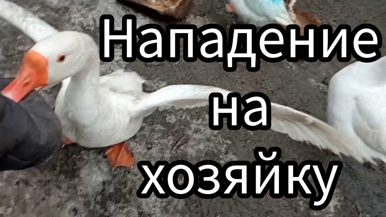 Почему собираю яйца на инкубацию именно сейчас🥚Что делать, если яиц много, куда девать🤔Хороший самец