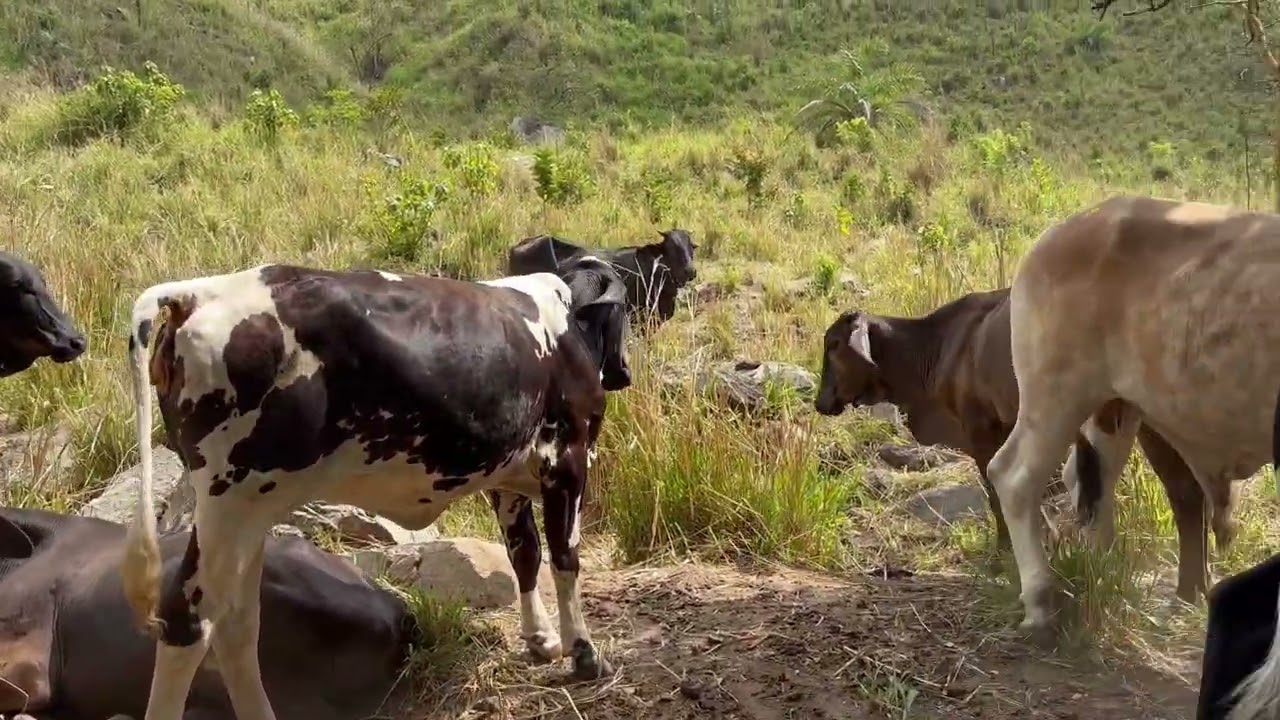 Fuimos a ver las vacas 🐄 que todas estén bien libres de plaga (@)