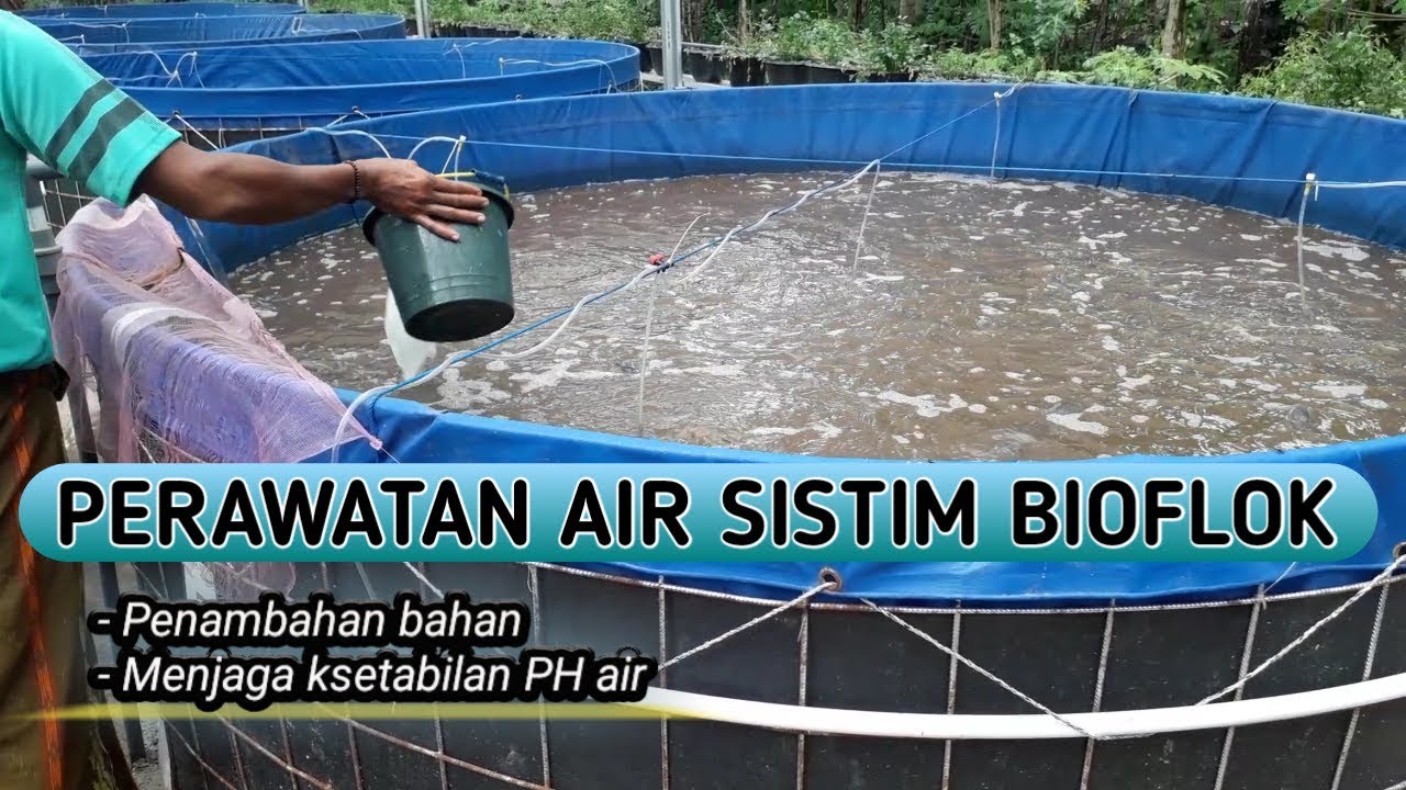 PERAWATAN AIR PADA KOLAM SISTIM BIOFLOK - penambahan bahan