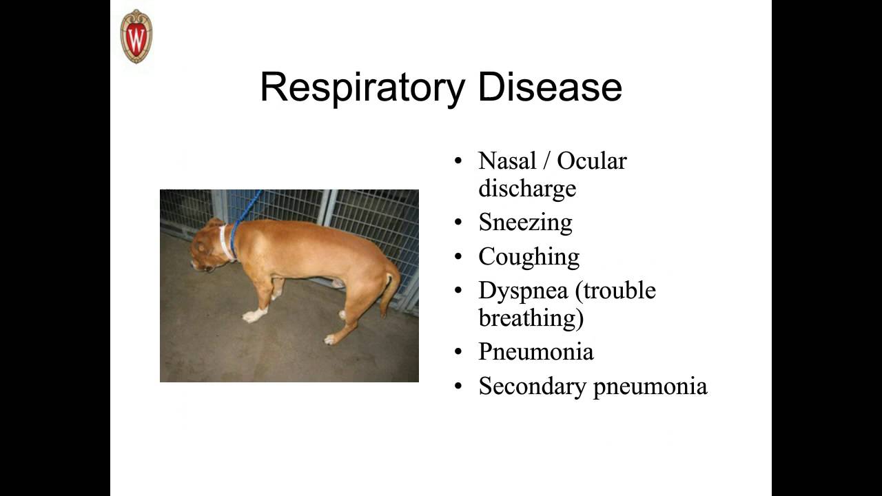 Taking the Teeth Out of Canine Distemper Virus webcast