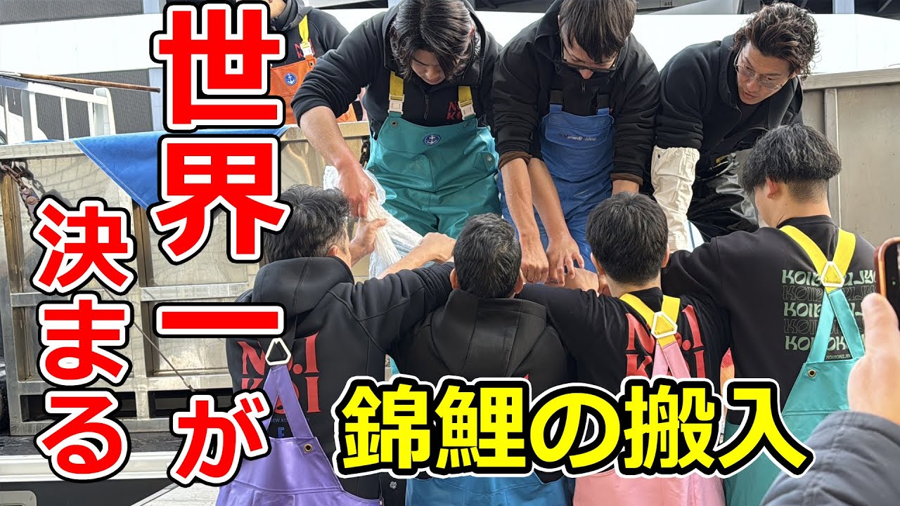 第56回全日本総合錦鯉品評会2026【錦鯉の搬入】