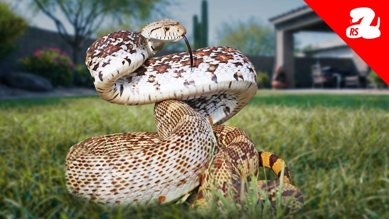 The Most Misidentified Snake in Arizona