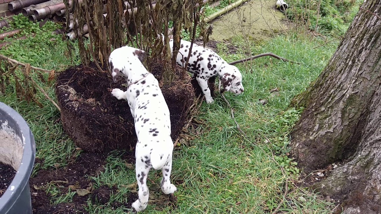 14 Dalmatian puppies week 8.