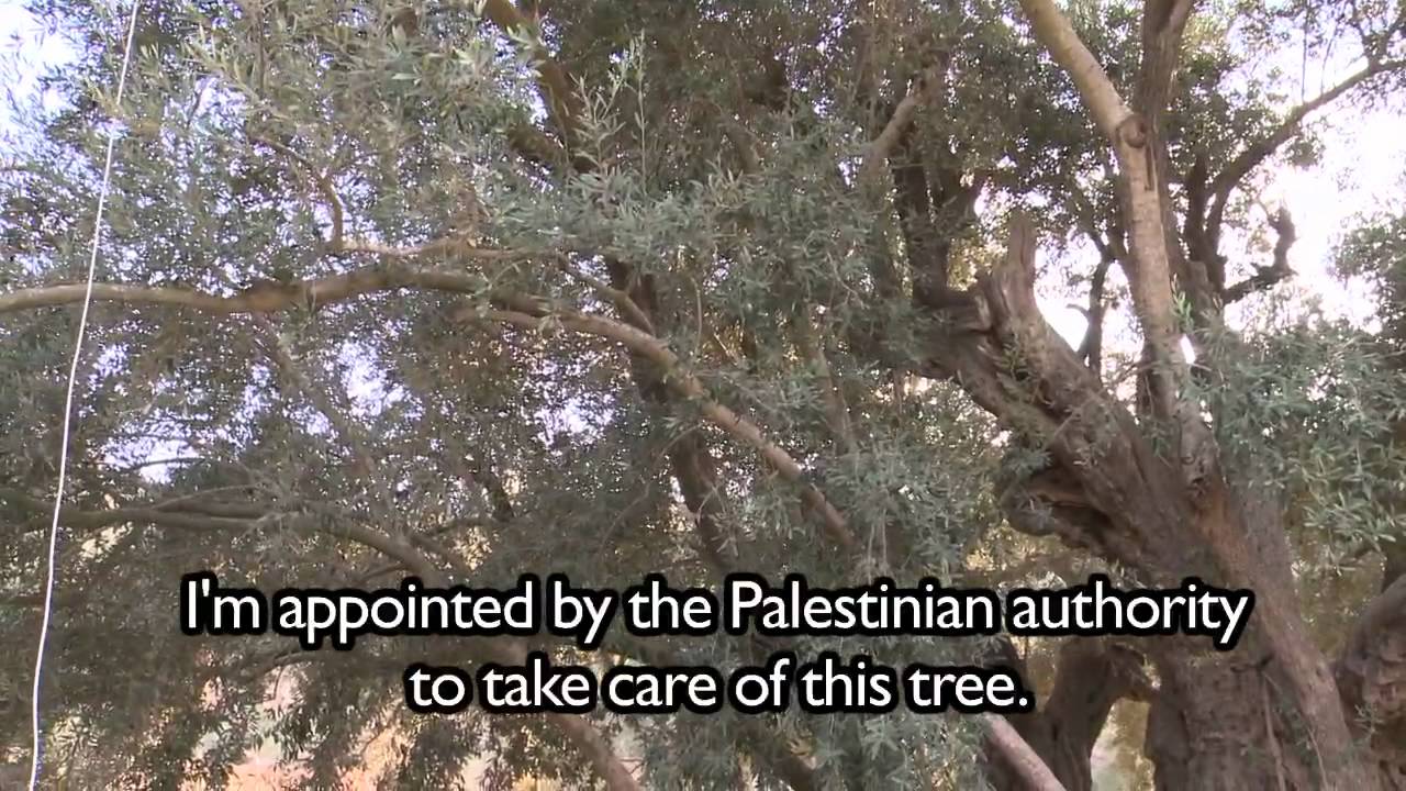 Palestinian statehood: The olive tree of al-Walaja