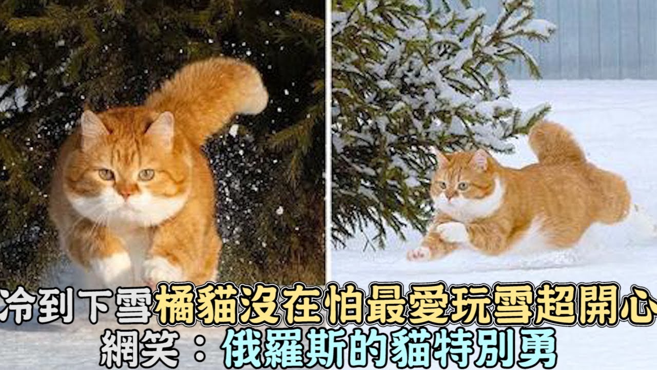 冷到下雪橘貓沒在怕,最愛玩雪超開心,網笑：俄羅斯的貓特別勇