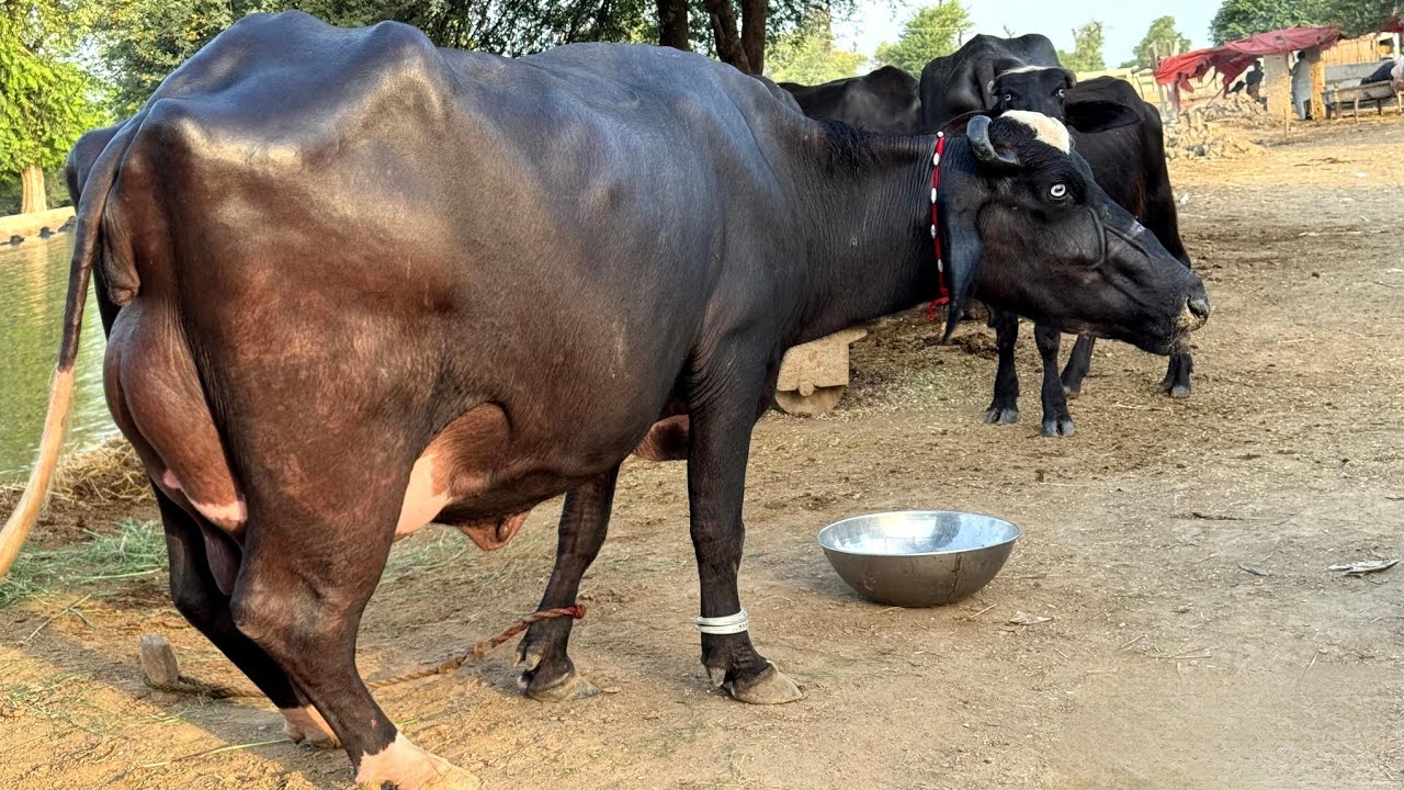Top Nilli High Milking Buffalo for sale in punjab pakistan on Youtube 14 August | Mera Dees Punjab 