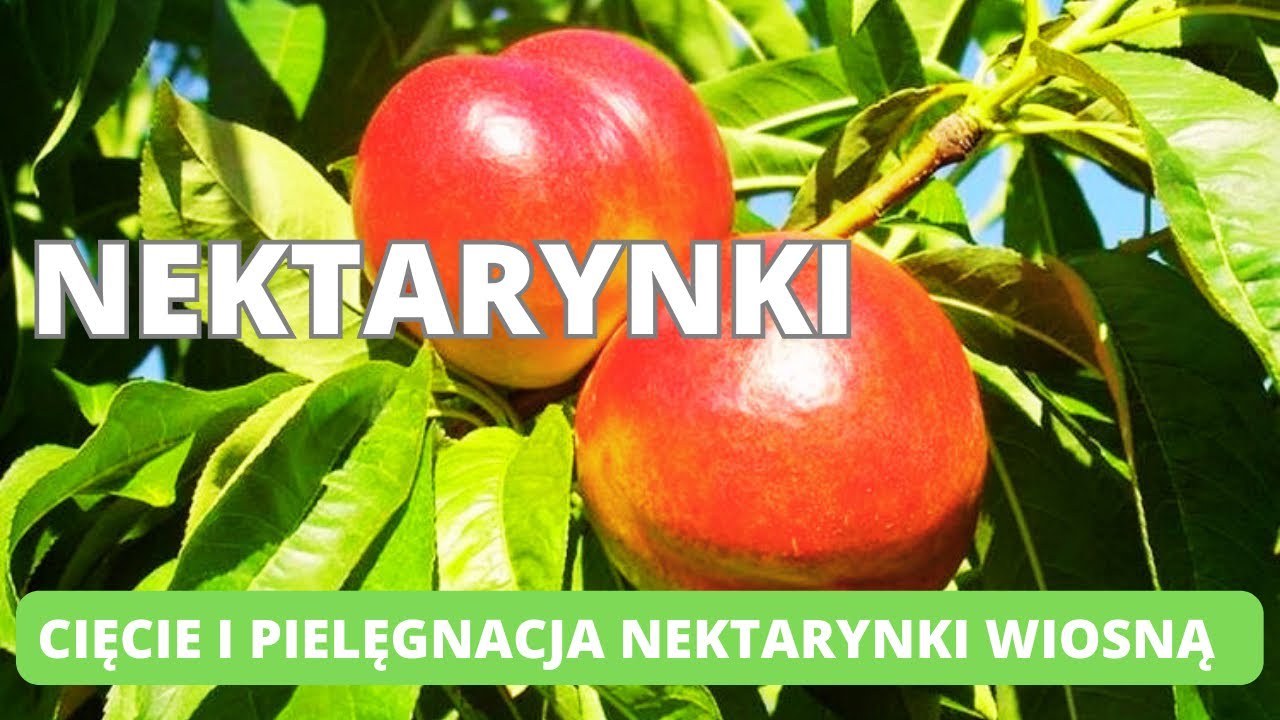 Cięcie nektarynki. Kiedy opryskać nektarynkę miedzianem i dlaczego? #nektarynka