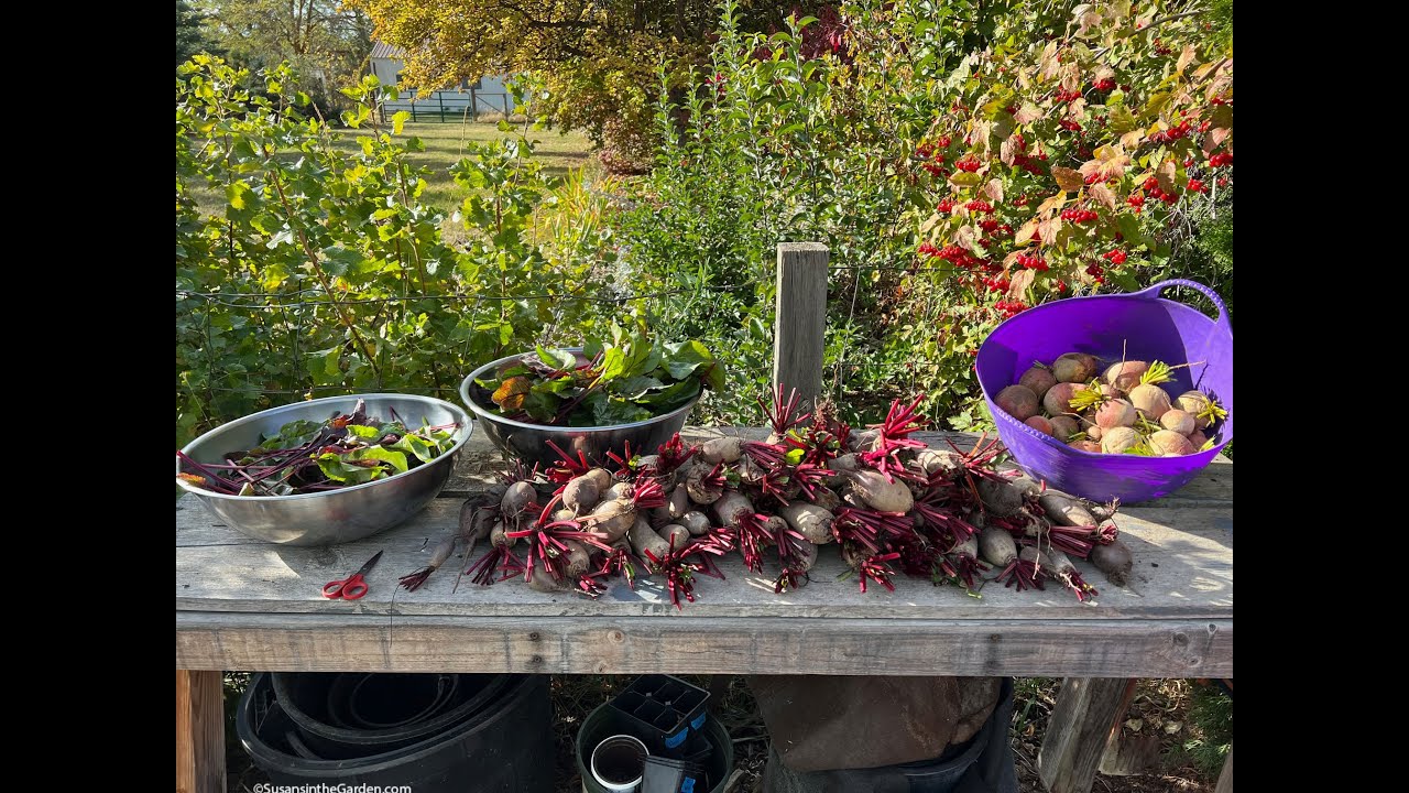 Beets: You Grew It, What To Do With It!