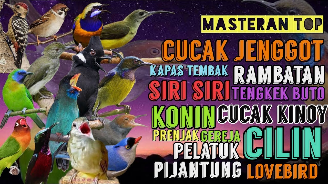 BIKIN JURI SYOK !! MASTERAN PAKETAN LENGKAP !! DIJAMIN MUSUH AUTO RUNGKAD !!