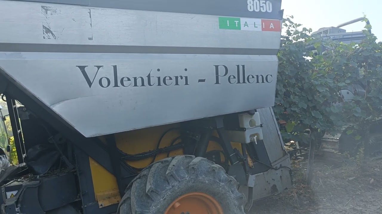 Vendemmia 2024 colline Oltrepo' Pavese