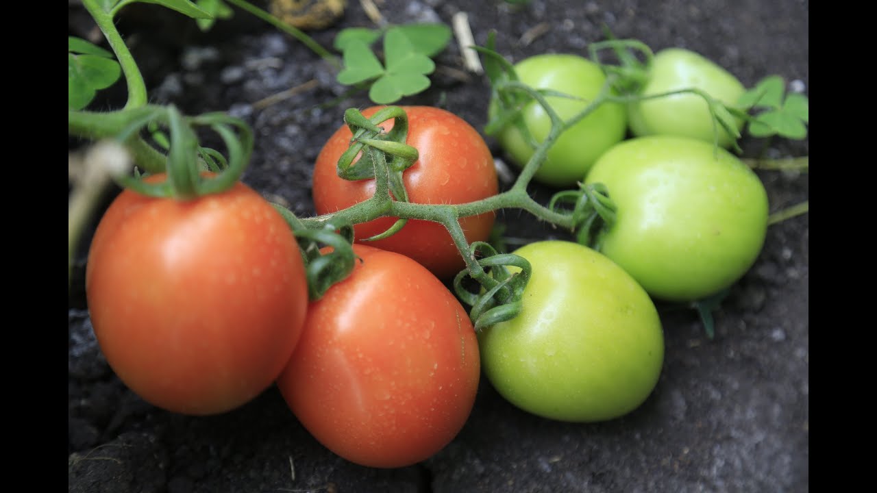 NARIGP NAROK DOCUMENTARY 2022