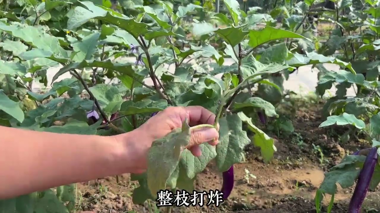 茄子每采摘一次，就修剪一下，整枝打杈去老叶，结果会更多