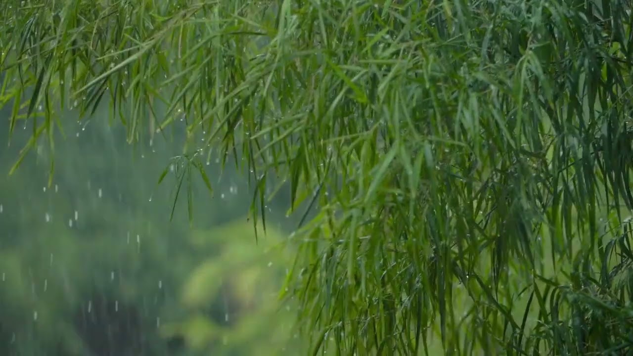 40 Minutes Rain Sounds 🌧 Green Minimalist Relaxing Ambience