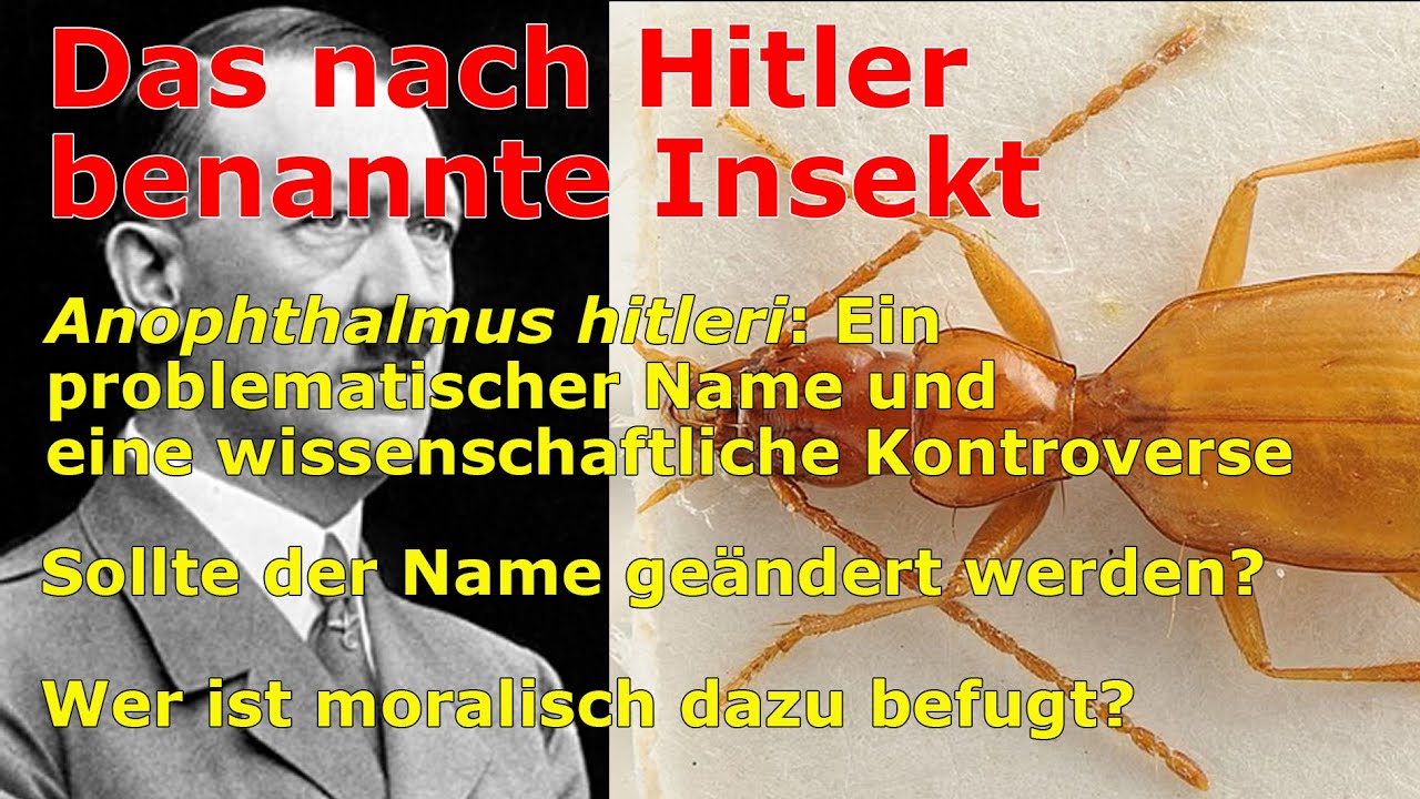 Wissenschaft, Geschichte und Ethik: Der nach Hitler benannte Käfer Anophthalmus hitleri