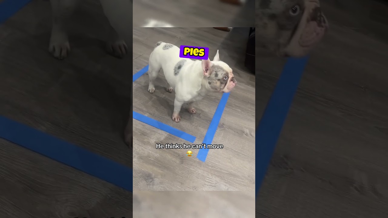 Ten pies nie wiedział co zrobić! 😍❤️
