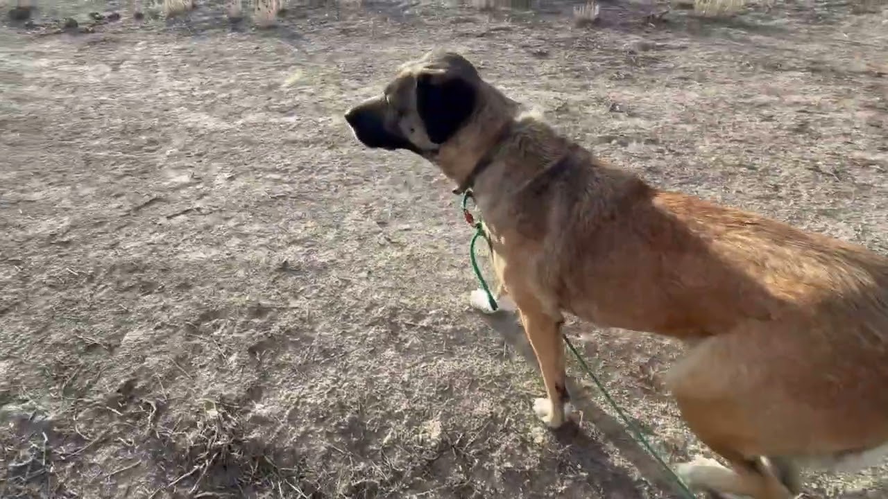 Daisy@Landracefarmlgdrescue 