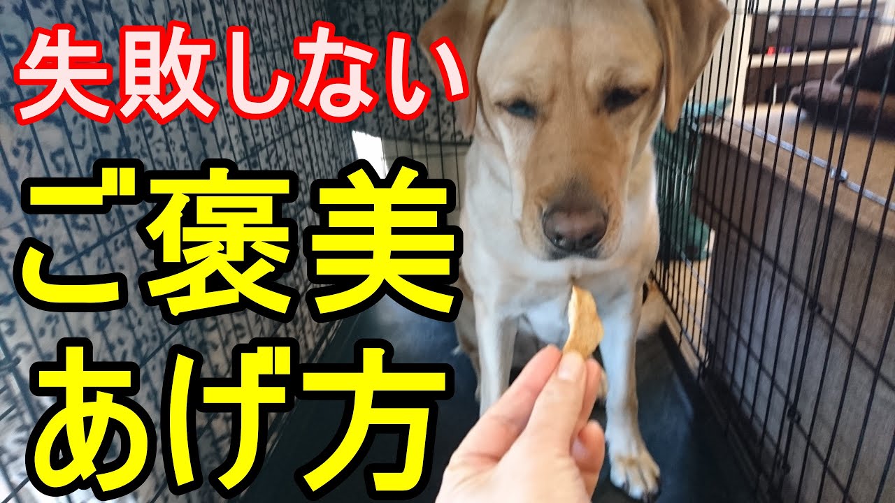 犬のしつけおやつなし【知らないと損】～ご褒美は無限。失敗しない褒美のあげ方　ケージの出方を例にデモ