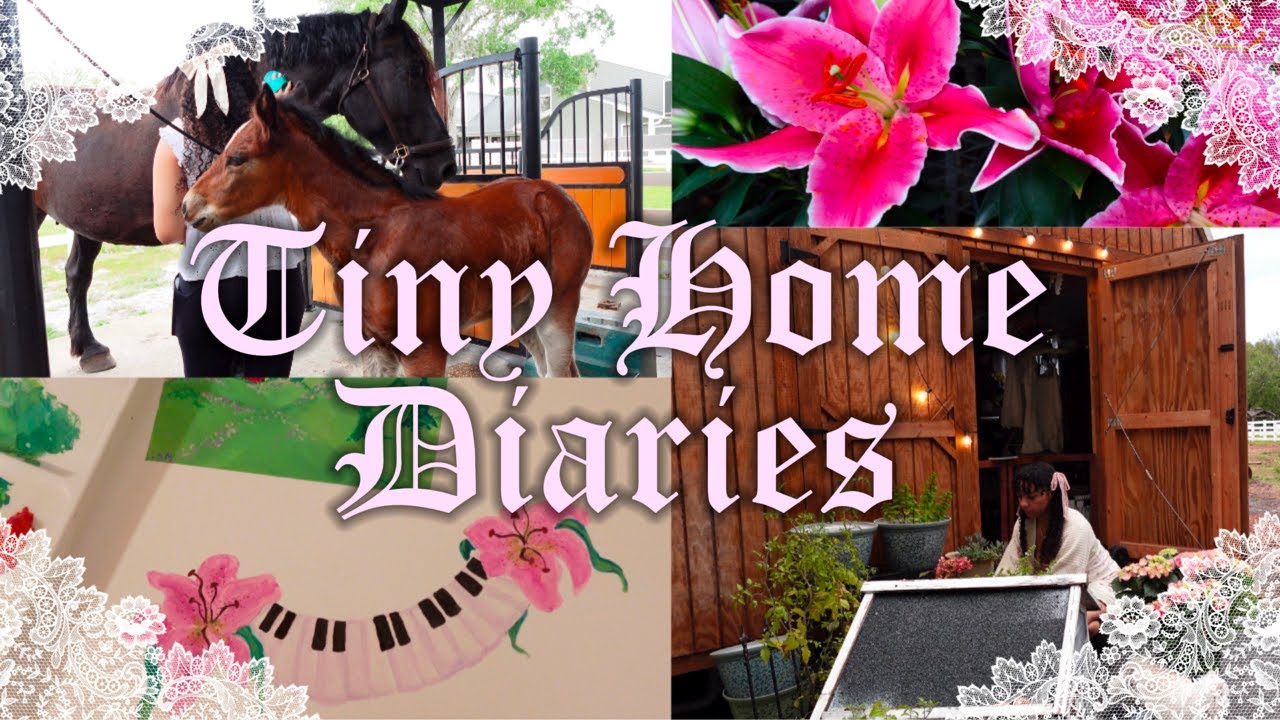 Life as an Artist in a Tiny Home on a Horse Farm: training a newborn foal & new paintings