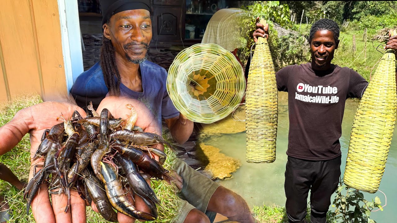 How to make bamboo crayfish traps use to catch shrimp & crayfish must watch