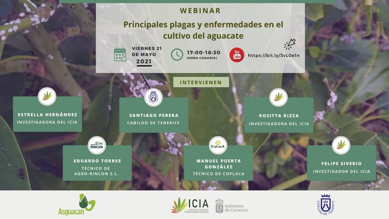 Principales plagas y enfermedades en el cultivo del aguacate