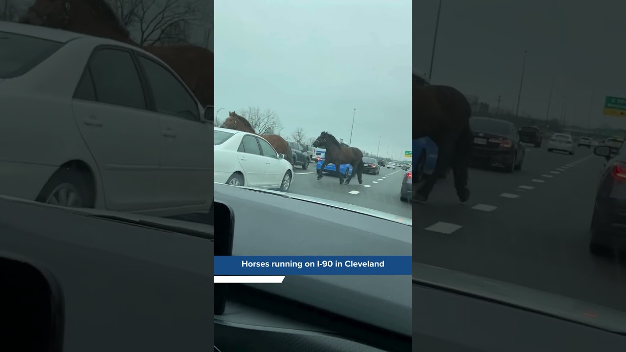VIDEO: Horses running on I-90 in Cleveland
