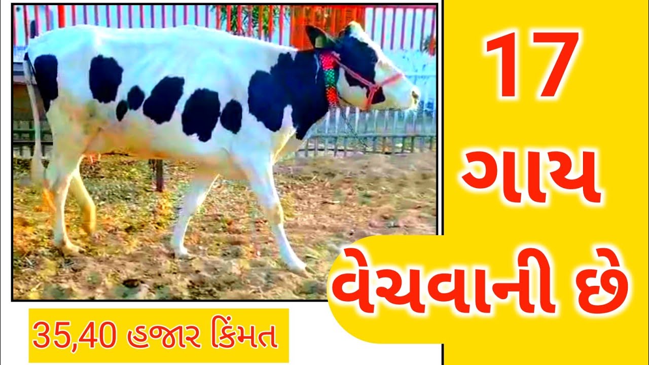 14 થી 15 લીટર દૂધ વાળી 17 ગાયો વેચવાની છે, ટોપ ક્લાસ ક્વોલિટી ની ગાયો વેચવાની છે, Active Pashupalan 